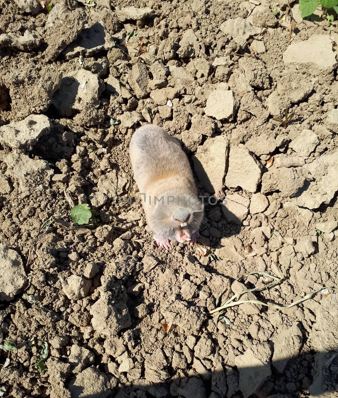 Garden pest mole rat. Blind underground digging rodent mole rat. Spalax
