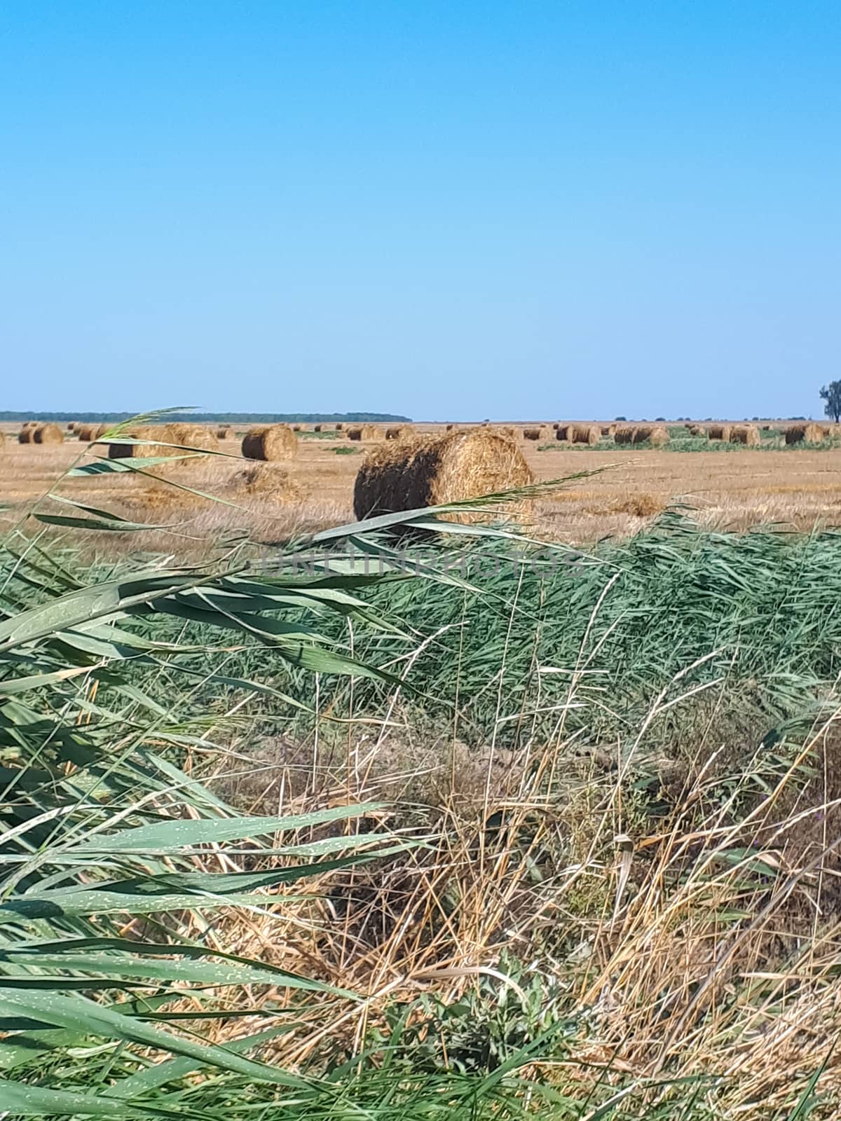 Hay and bales of hay on the field against the blue sky.