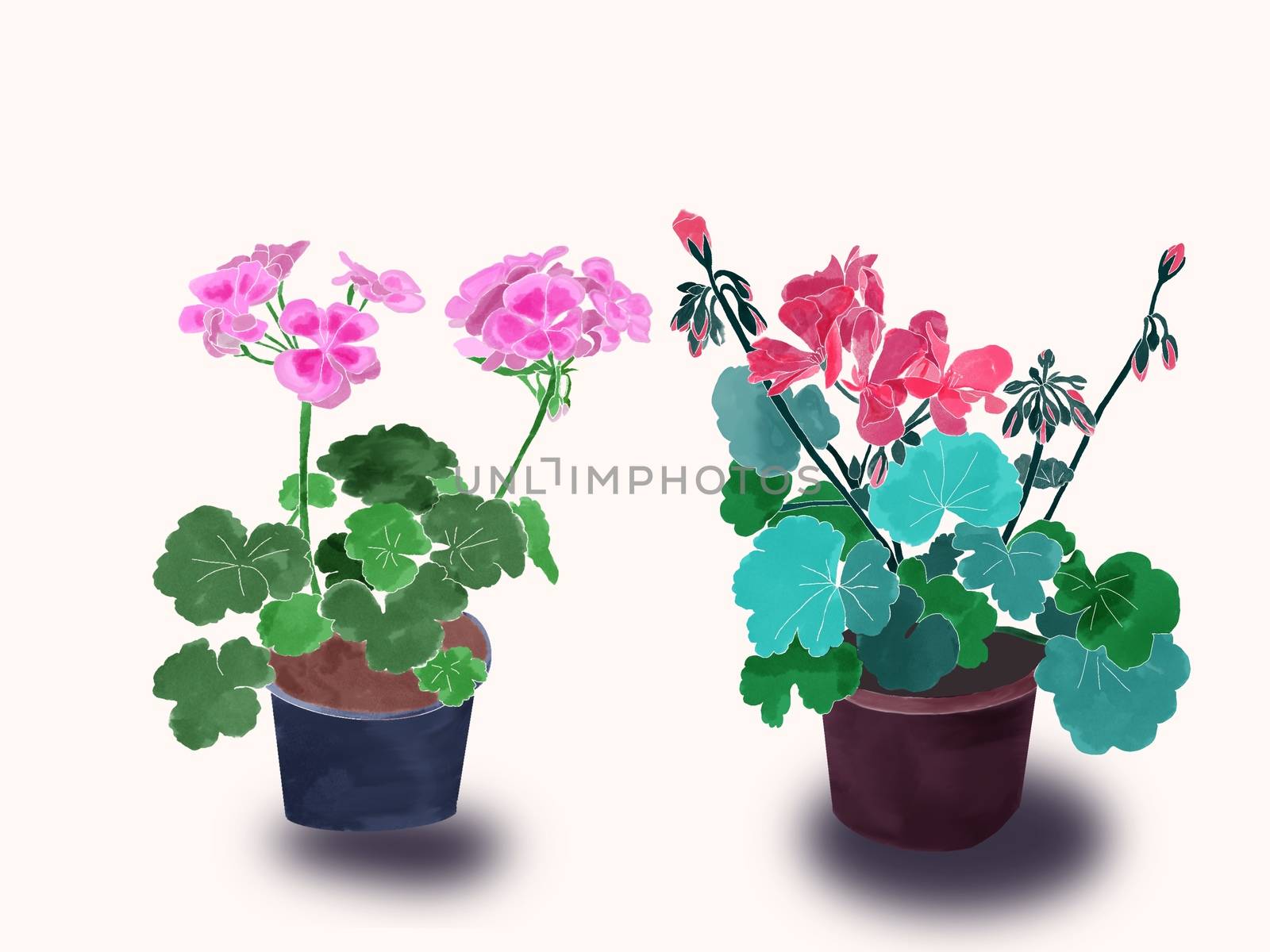 Hand drawn potted flowers Set of isolated two geraniums, watercolor. Beautiful Geranium, watercolor illustration.