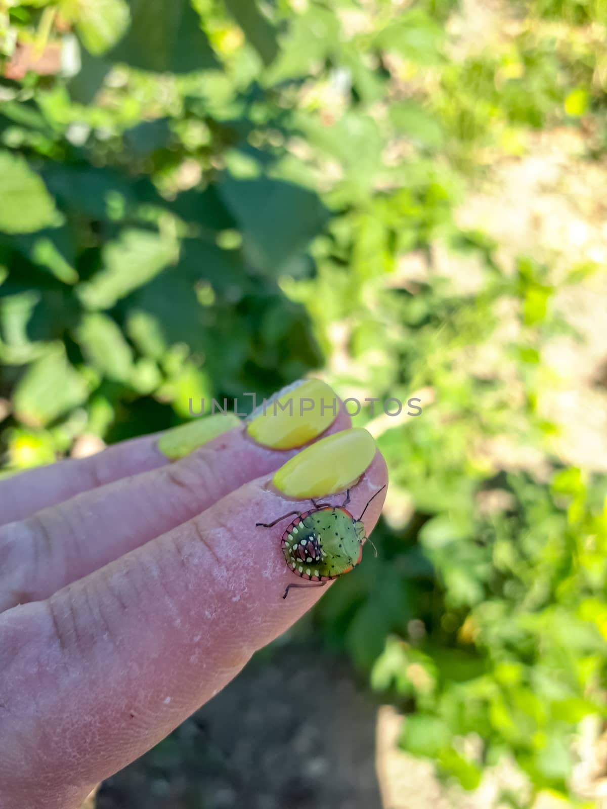 Klop on the finger. Vegetable pest green bedbug. Halyomorpha halys
