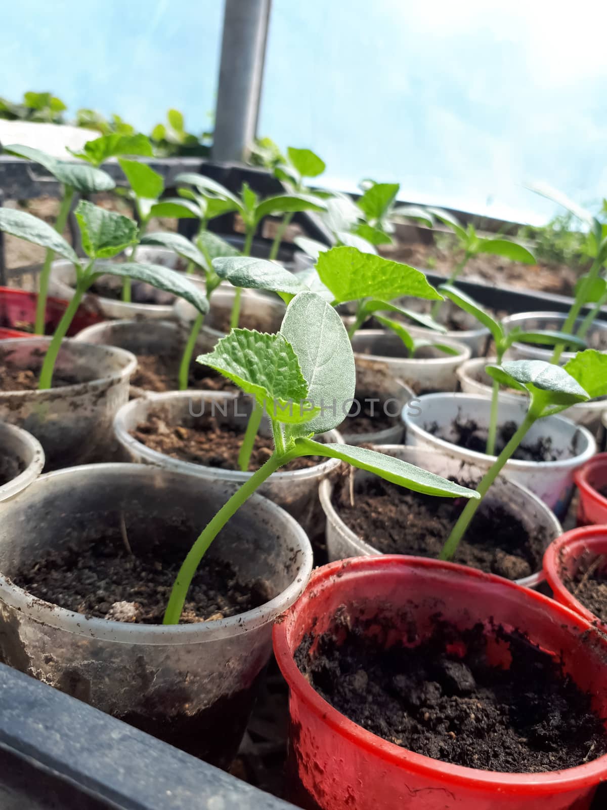 Seedlings of cucumbers in glasses in a greenhouse.