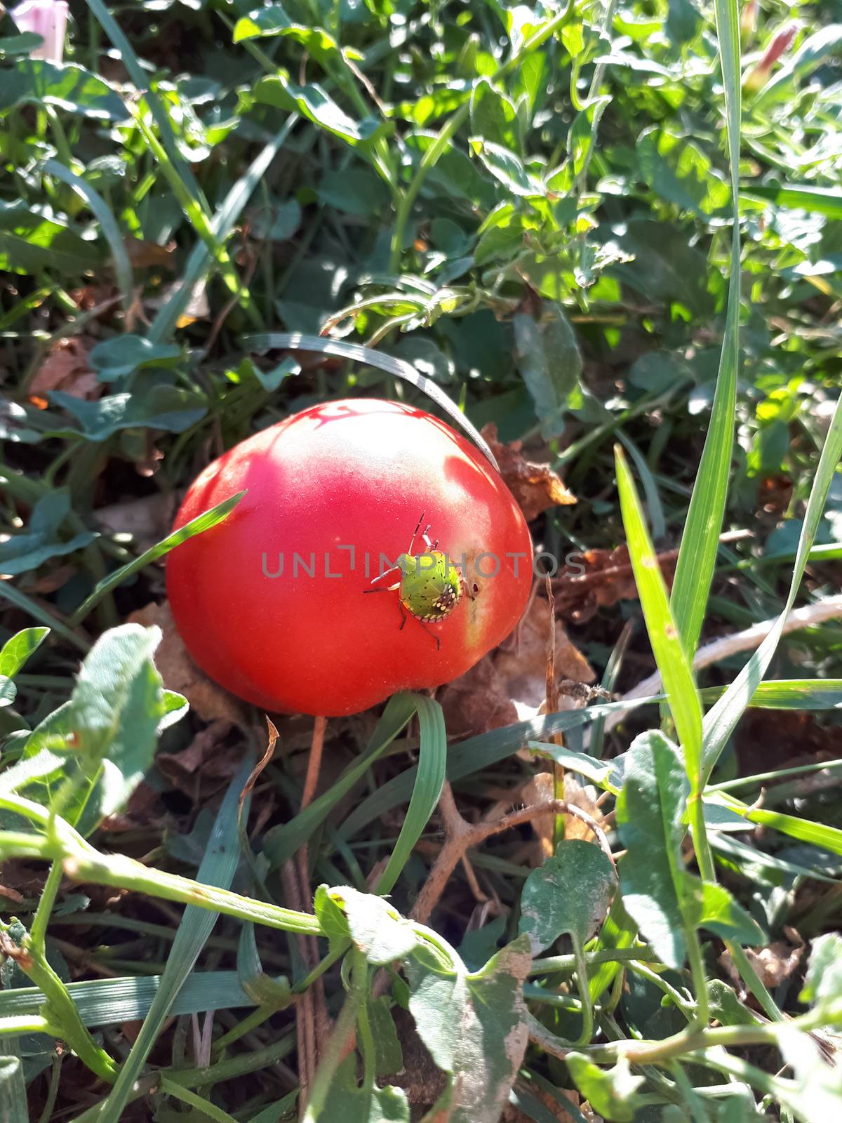 The bedbug sits on a red tomato. Tomato pest