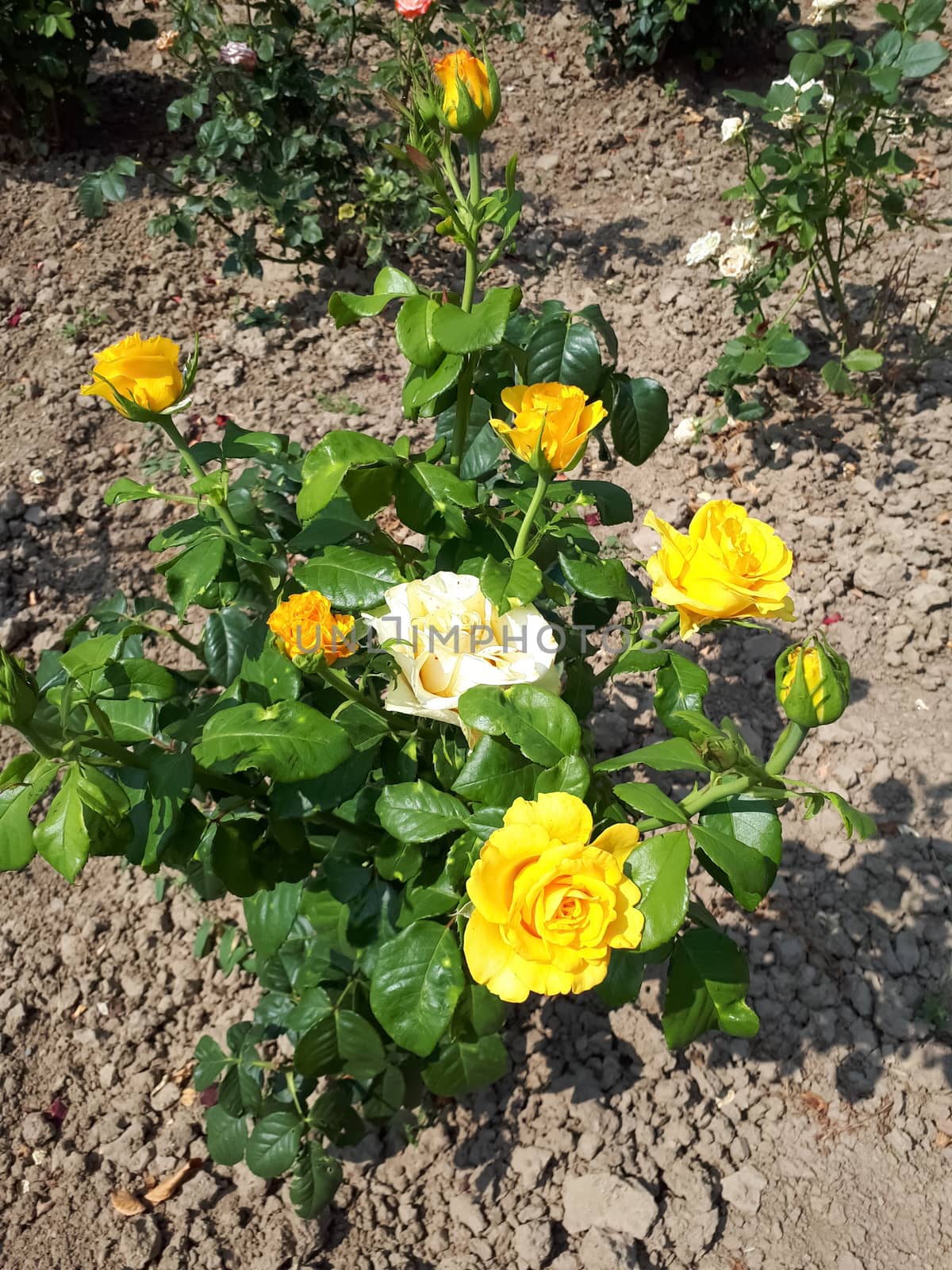 The flowering of yellow roses on the flowerbed. Yellow roses.