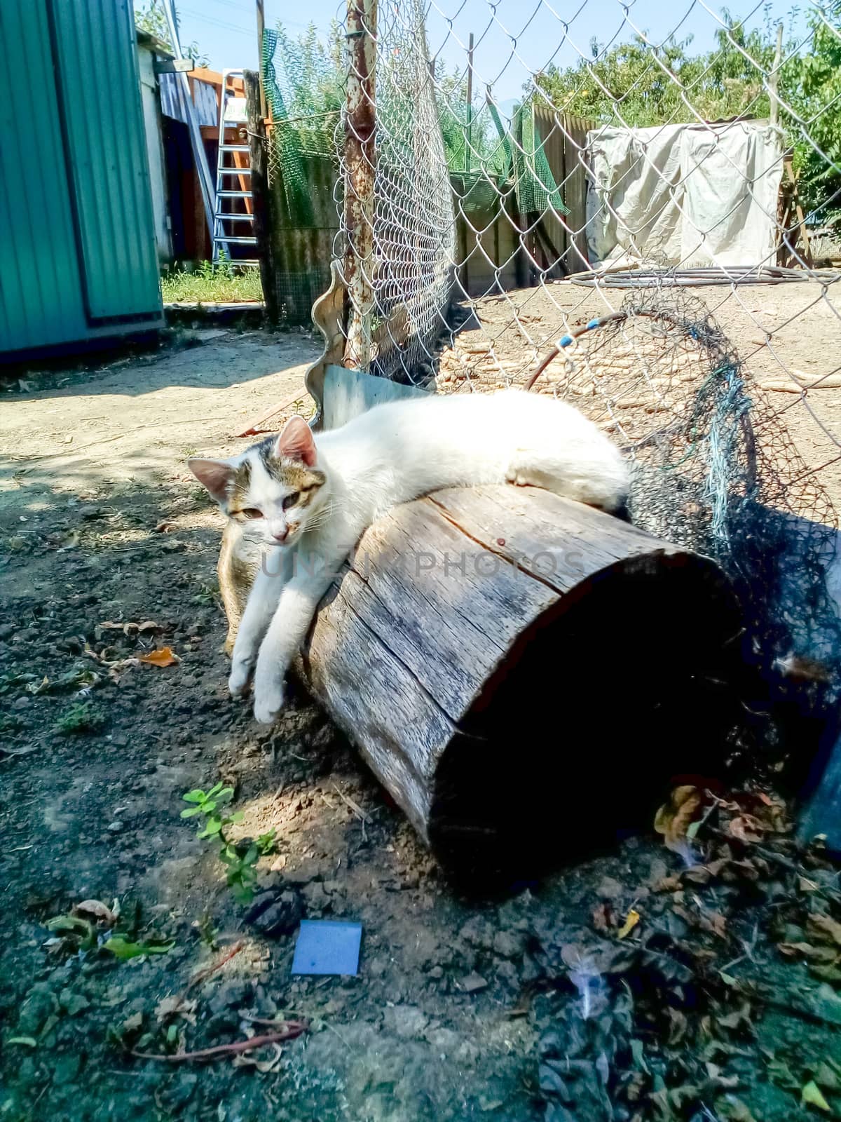 White cat is resting lying on a stump. cat in yard. by fedoseevaolga
