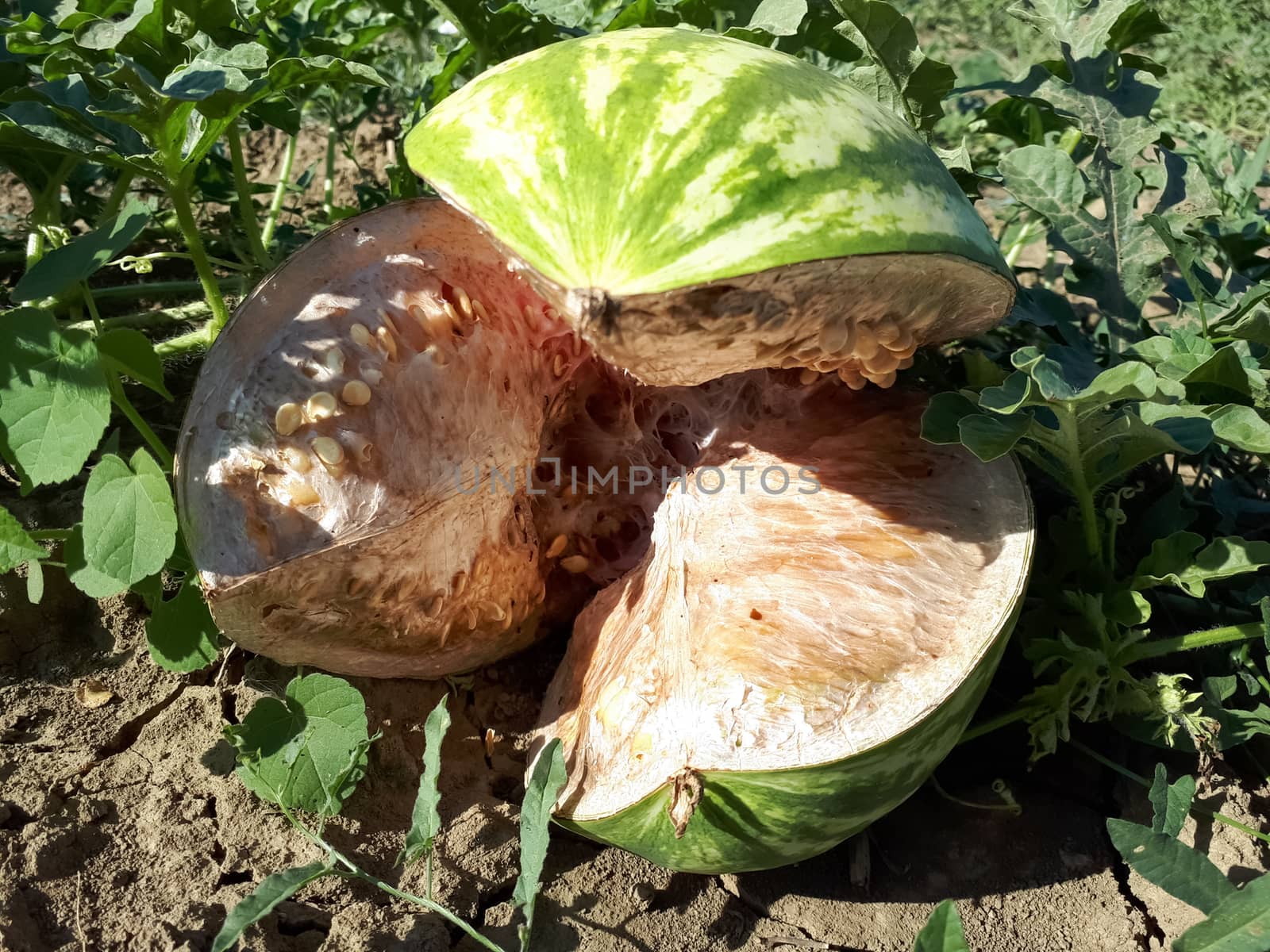 Watermelon with a crack on the field, damage to watermelon.