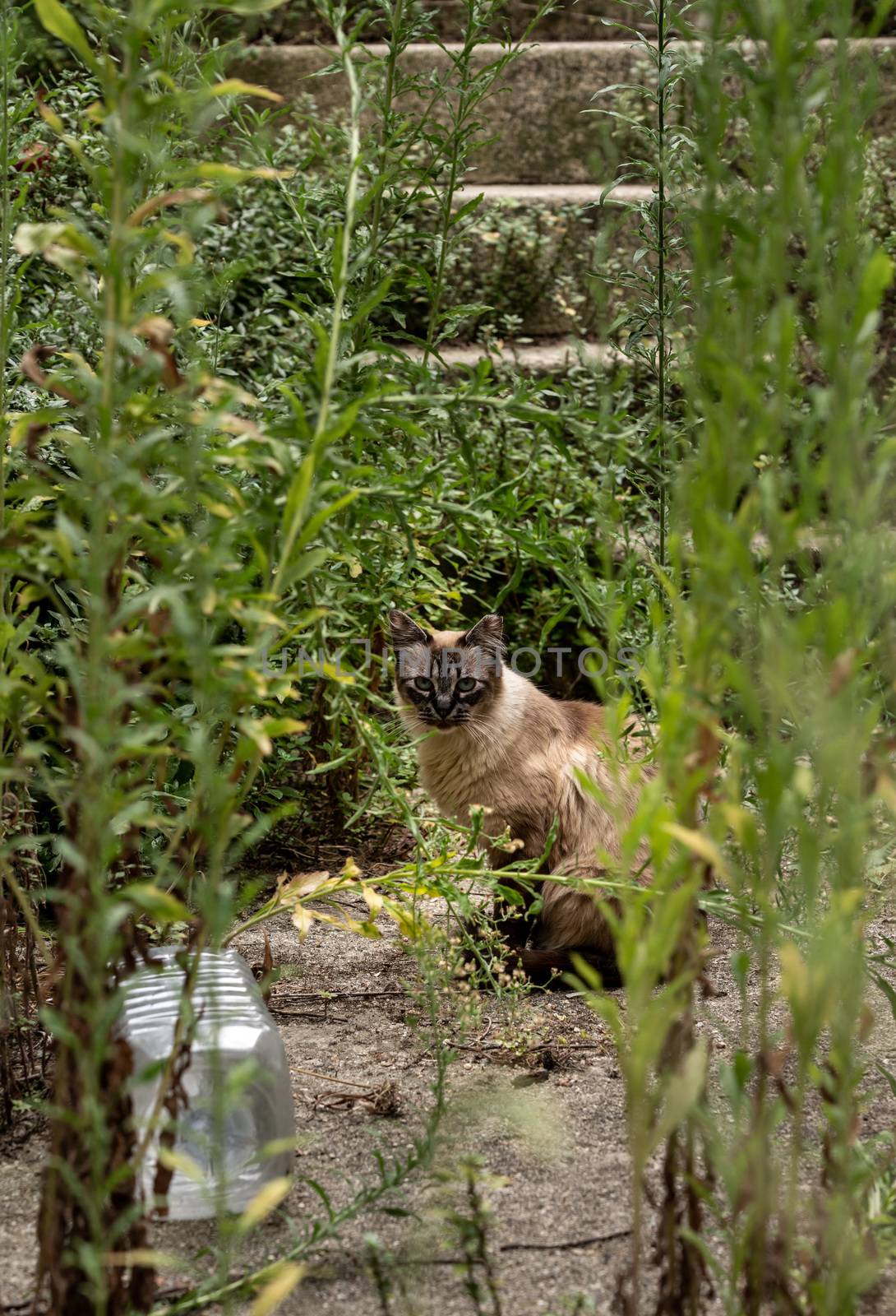 Stray cat looking through overgrown garden and yard in Viseu Portugal by steheap