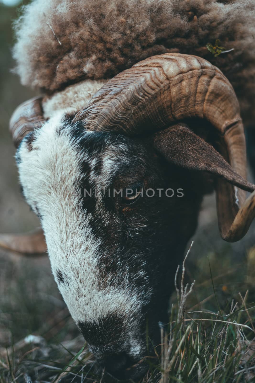 Beautiful horned goat eating grass in the mountains