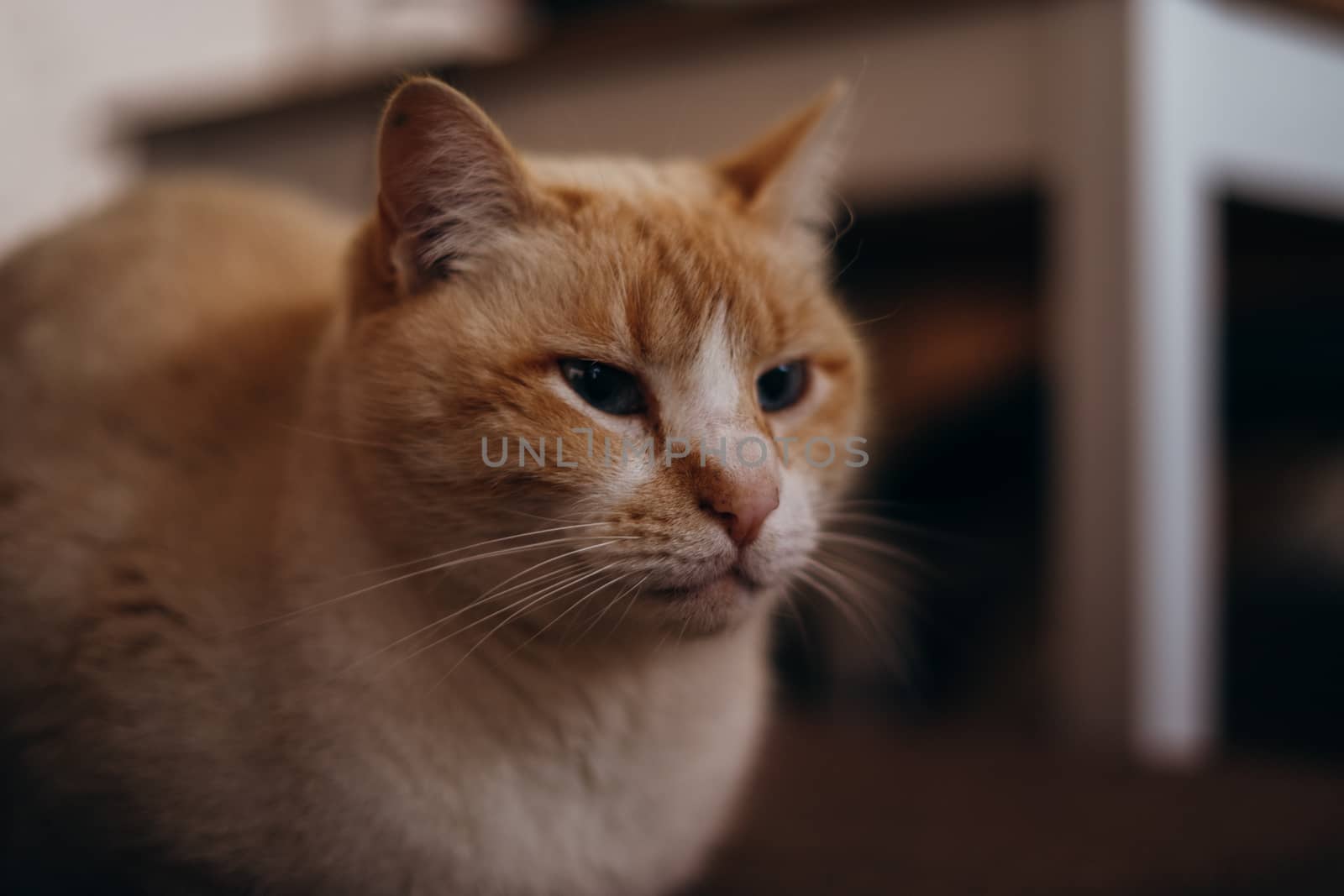 Beautiful cat resting on the sofa at home