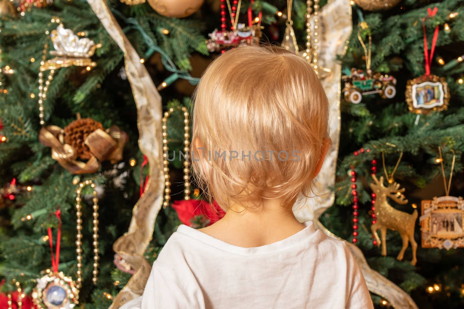 Young child looking at their first Christmas Tree in wonder and amazement by steheap
