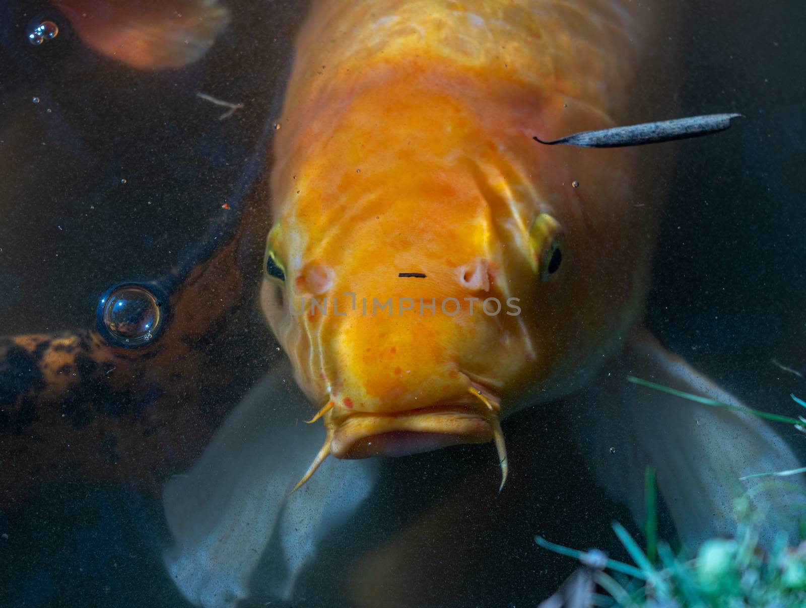 Single golden Midas Cichlid fish looking for food in the lake at the Byodo-In temple on Oahu, Hawaii