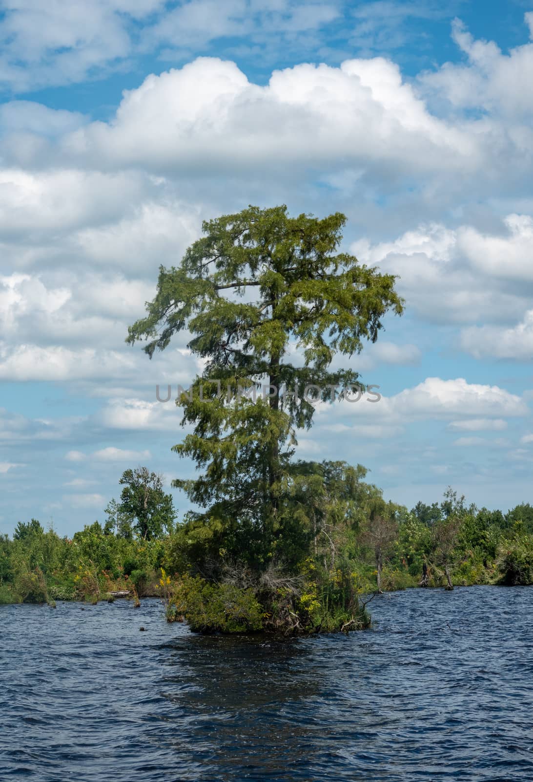 Trees standing alone in the Great Dismal Swamp in Virginia, USA by steheap