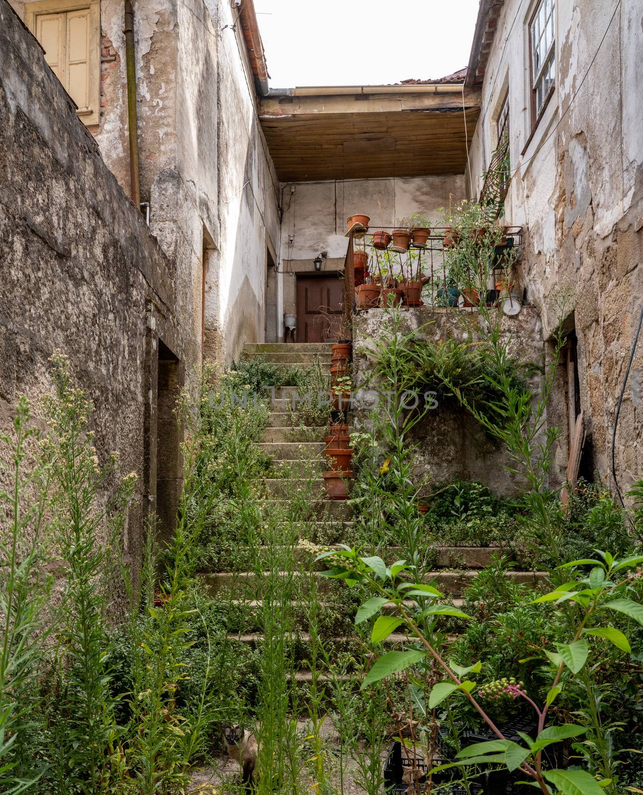 Overgrown garden and yard with steps to front door in Viseu Portugal by steheap