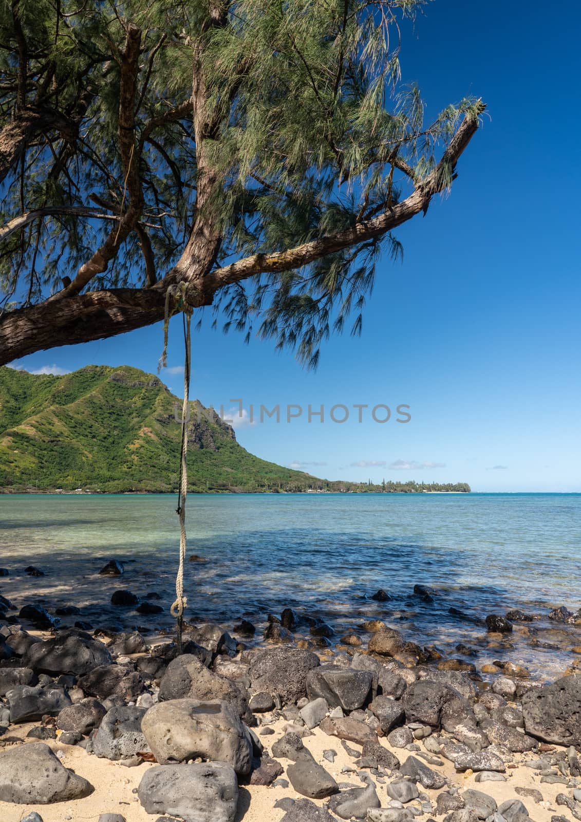 Rope or tree swing over the beach of Kahana bay in Kahana State Park in Oahu, Hawaii