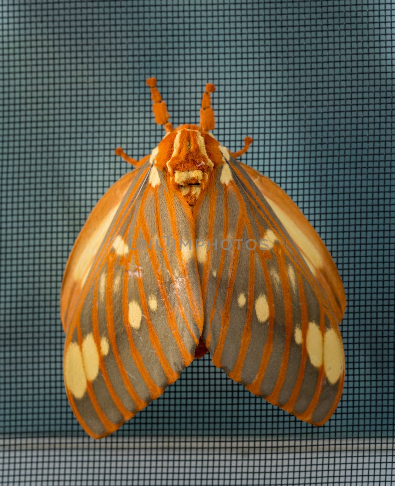 Large Regal Moth or Citheronia Regalis landed on the window screen by steheap