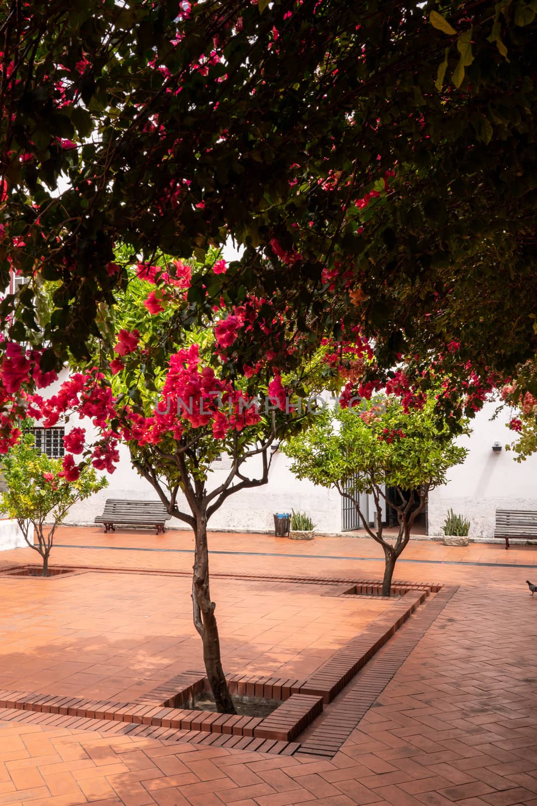 Cloisters and flowering trees in courtyard of Sao Vicente de Fora church in Alfama district