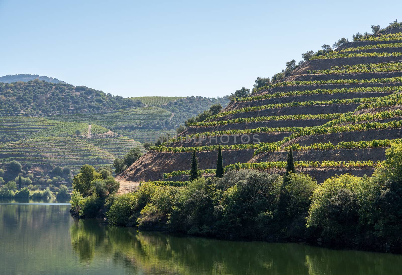 Vineyards line the hillsides of the river Douro in Portugal in a major port wine district