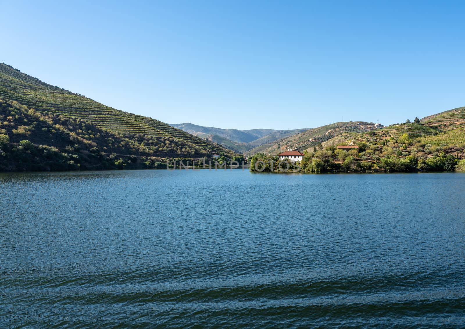 Vineyards line the hillsides at a wide section of the river Douro in Portugal
