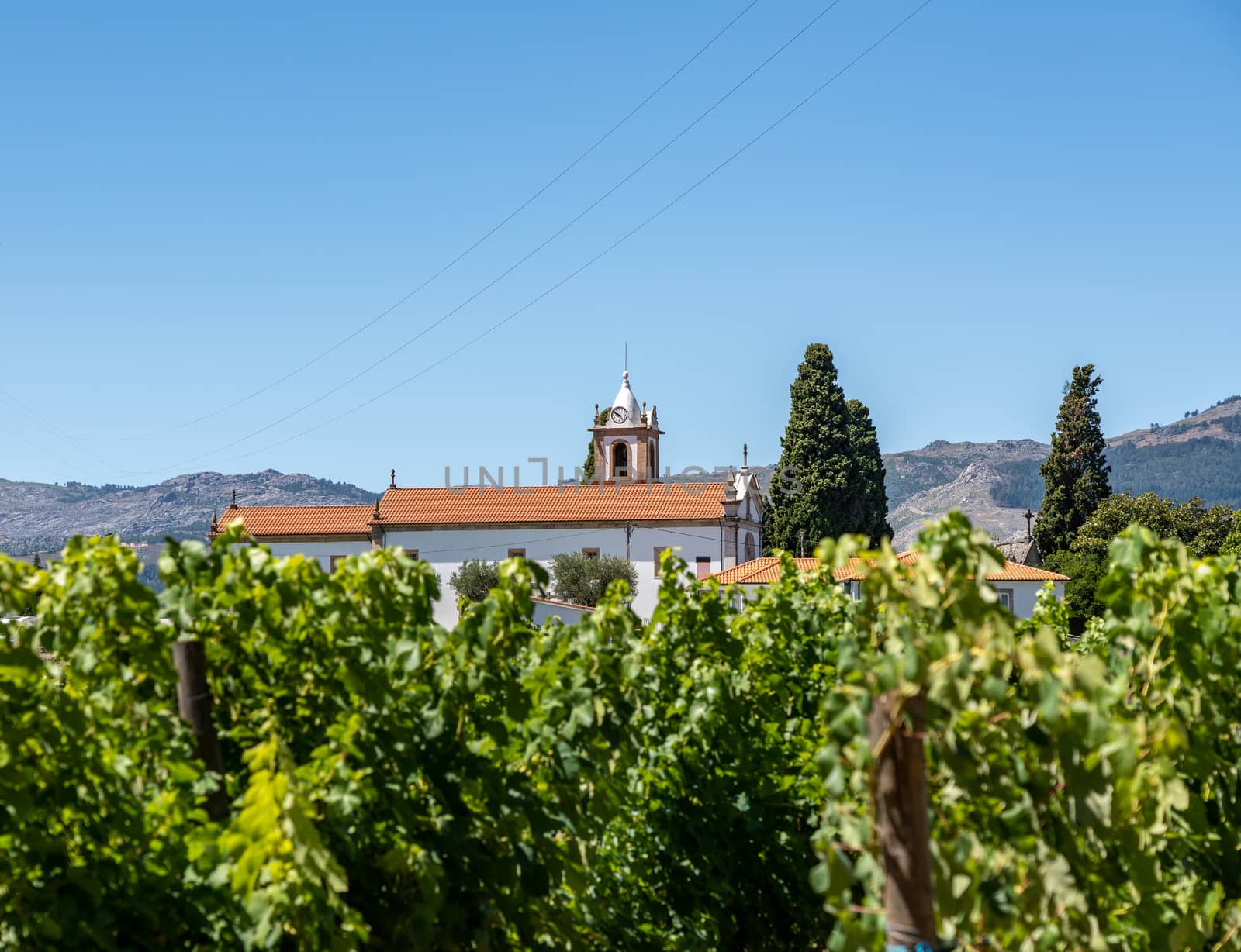 Mateus church tower hidden behind vines in vineyard in Vila Real Portugal