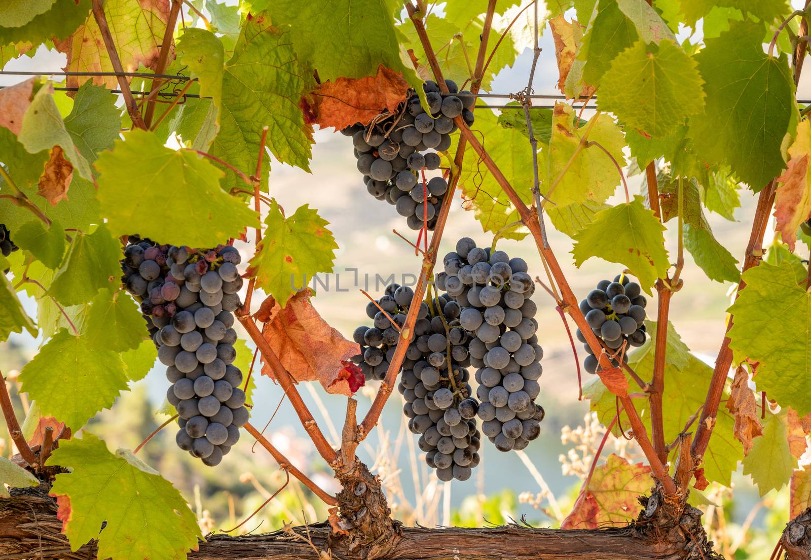 Bunches of black or red grapes for port wine production line the hillsides of the Douro valley in Portugal