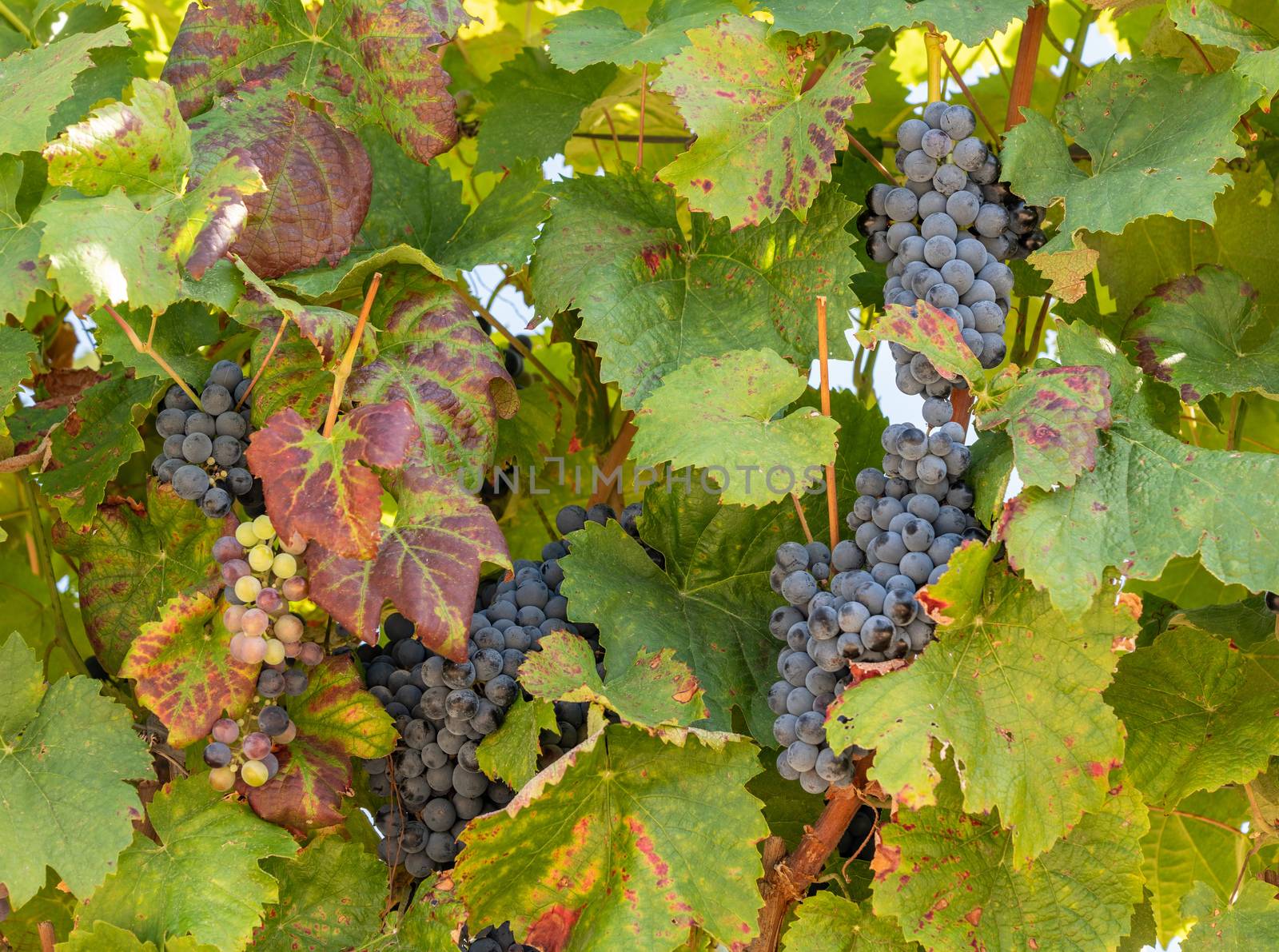 Bunches of black or red grapes for port wine production line the hillsides of the Douro valley in Portugal