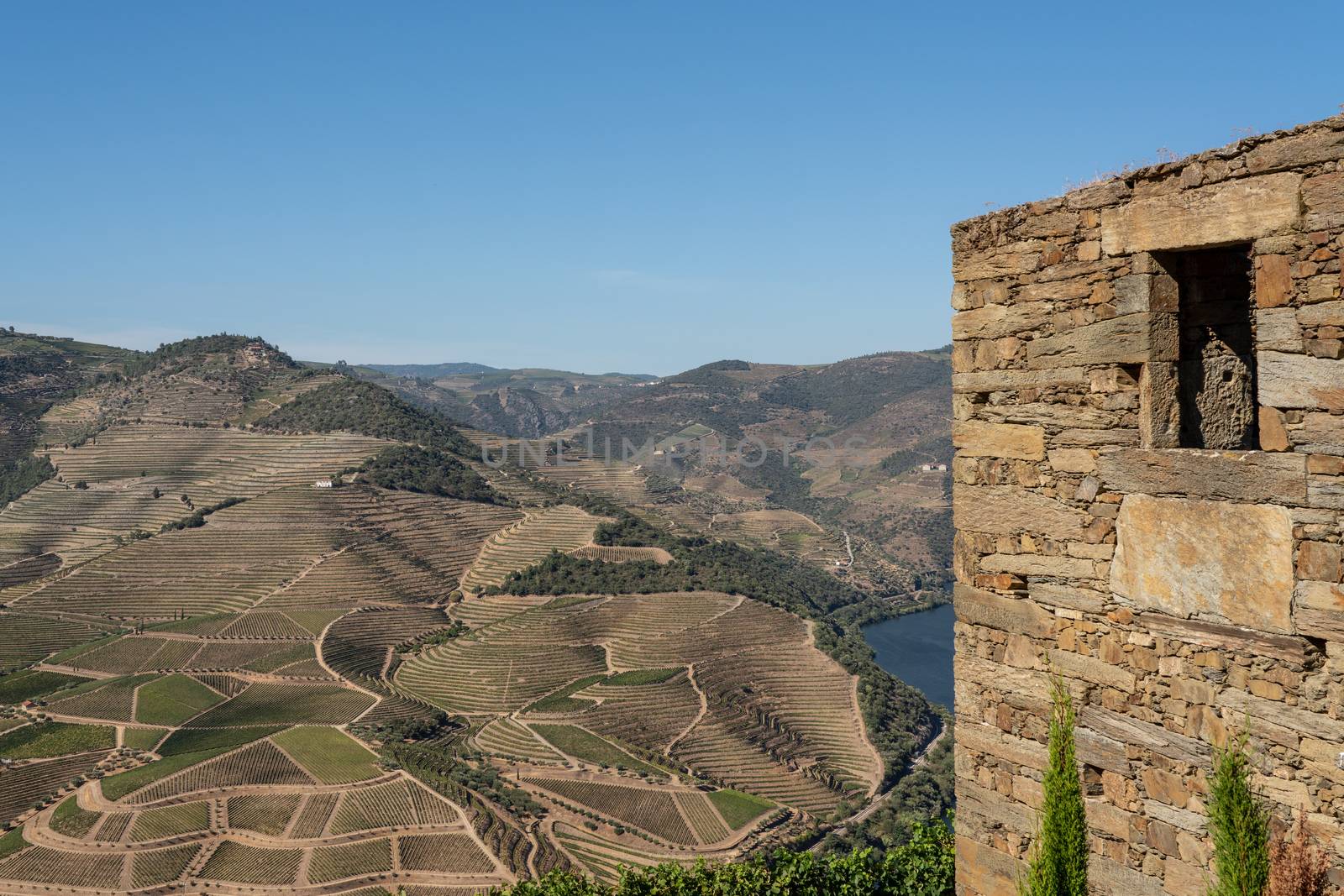 Terraces of grape vines for port wine production line the hillsides of the Douro valley in Portugal