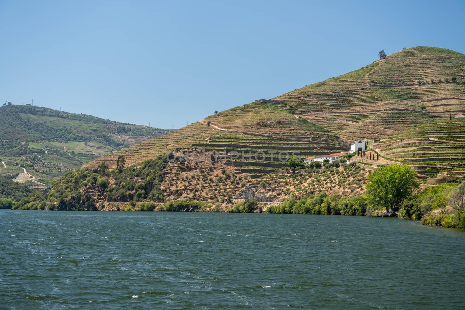 Terraces of vines and vineyards on the banks of the River Douro near Vila Real in Portugal