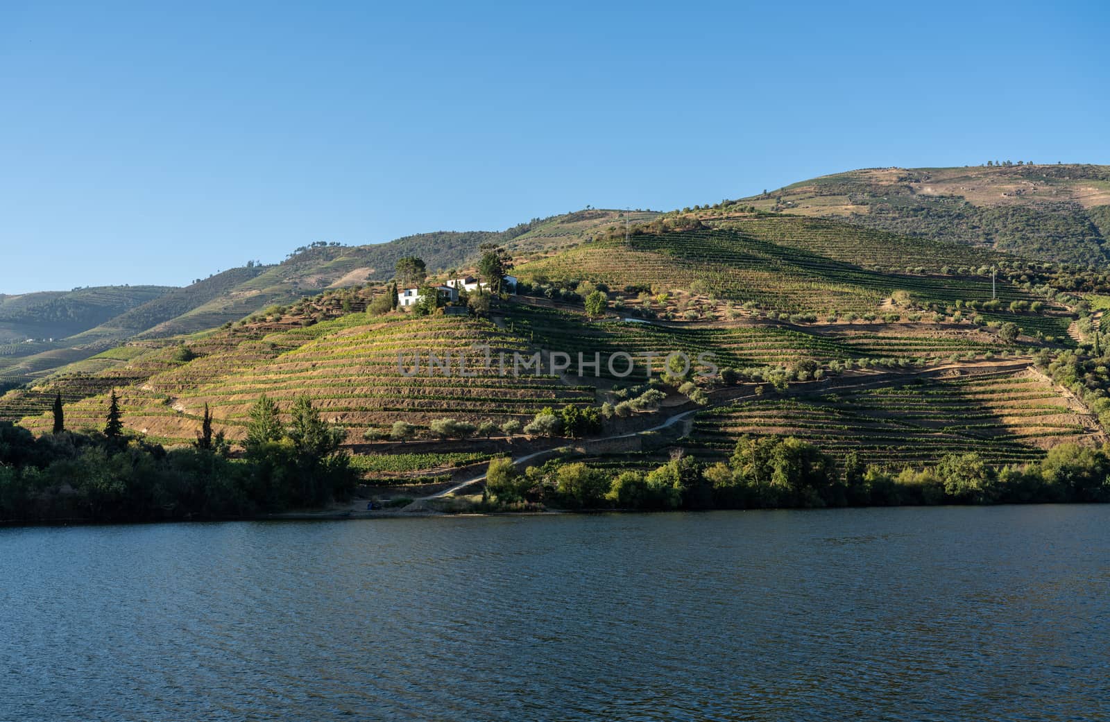 Terraces of wines and vineyards on the banks of the calm River Douro in Portugal near Pinhao
