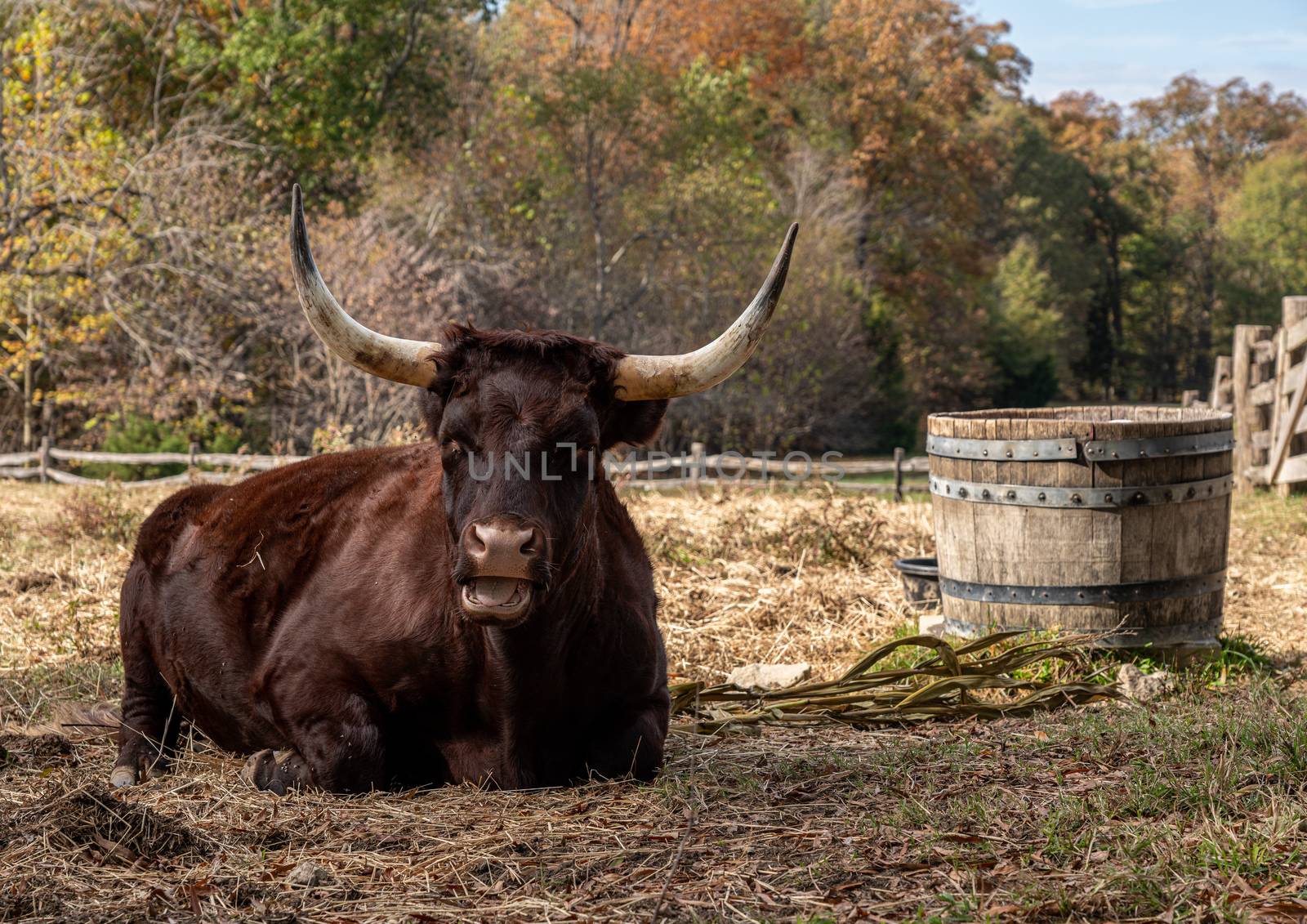 Close up of Red Devon or Ruby Red cow lying down in field and staring towards the viewer