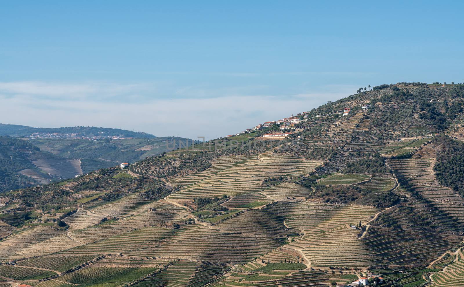 Terraces of grape vines for port wine production line the hillsides of the Douro valley in Portugal