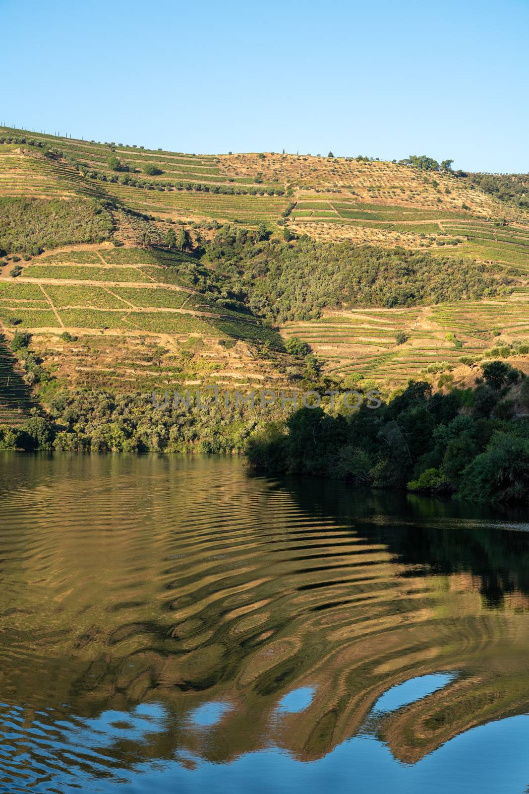 Terraced vineyard on the banks of the Douro river in Portugal by steheap