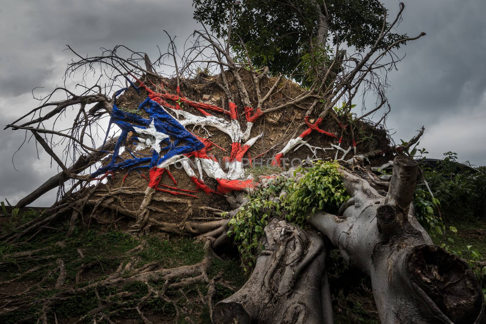 Painted Puerto Rico state flag on uprooted tree from Hurricane Maria in San Juan, Puerto Rico.