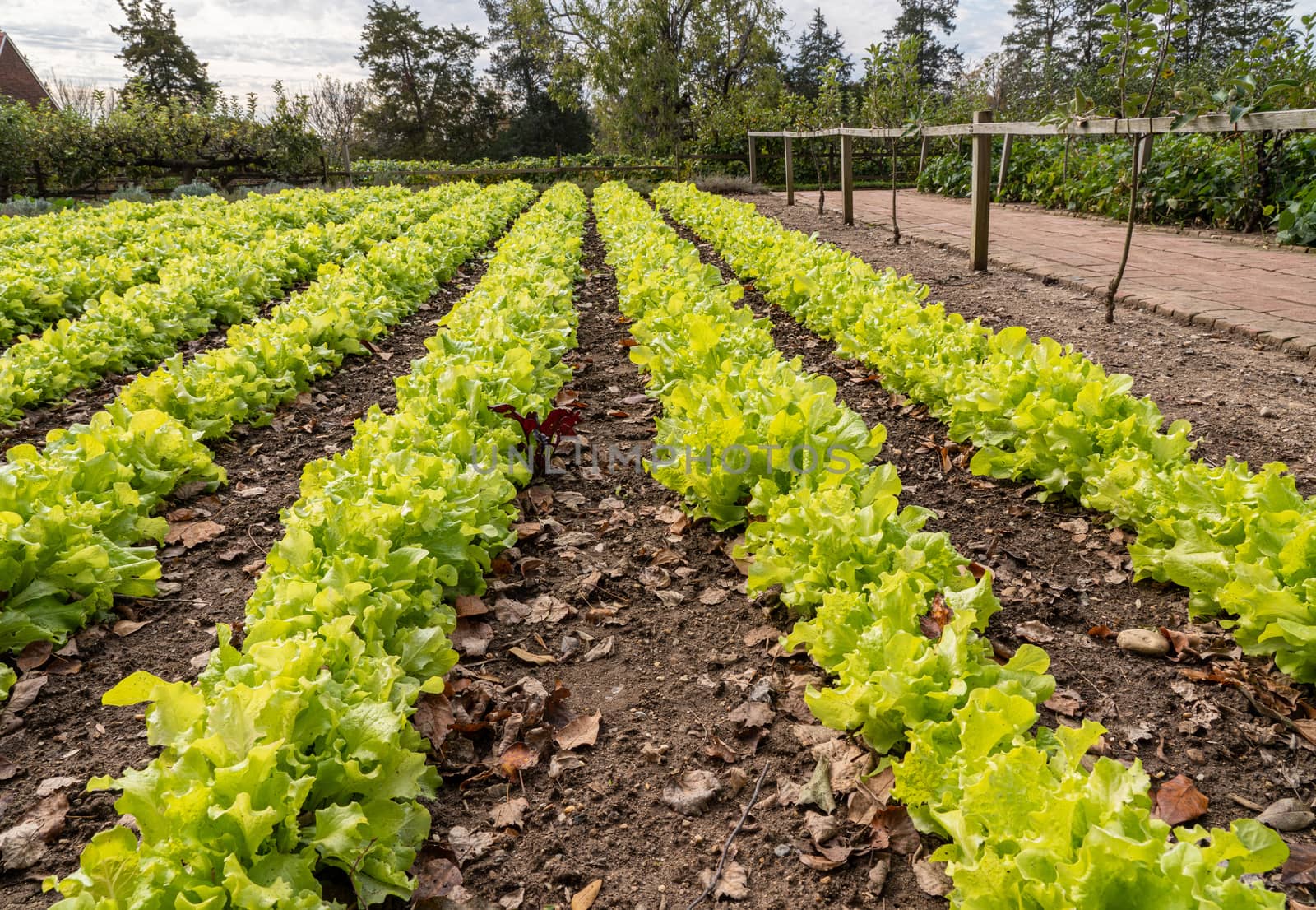 Lettuce growing in rows on sunny day in traditional rural kitchen garden