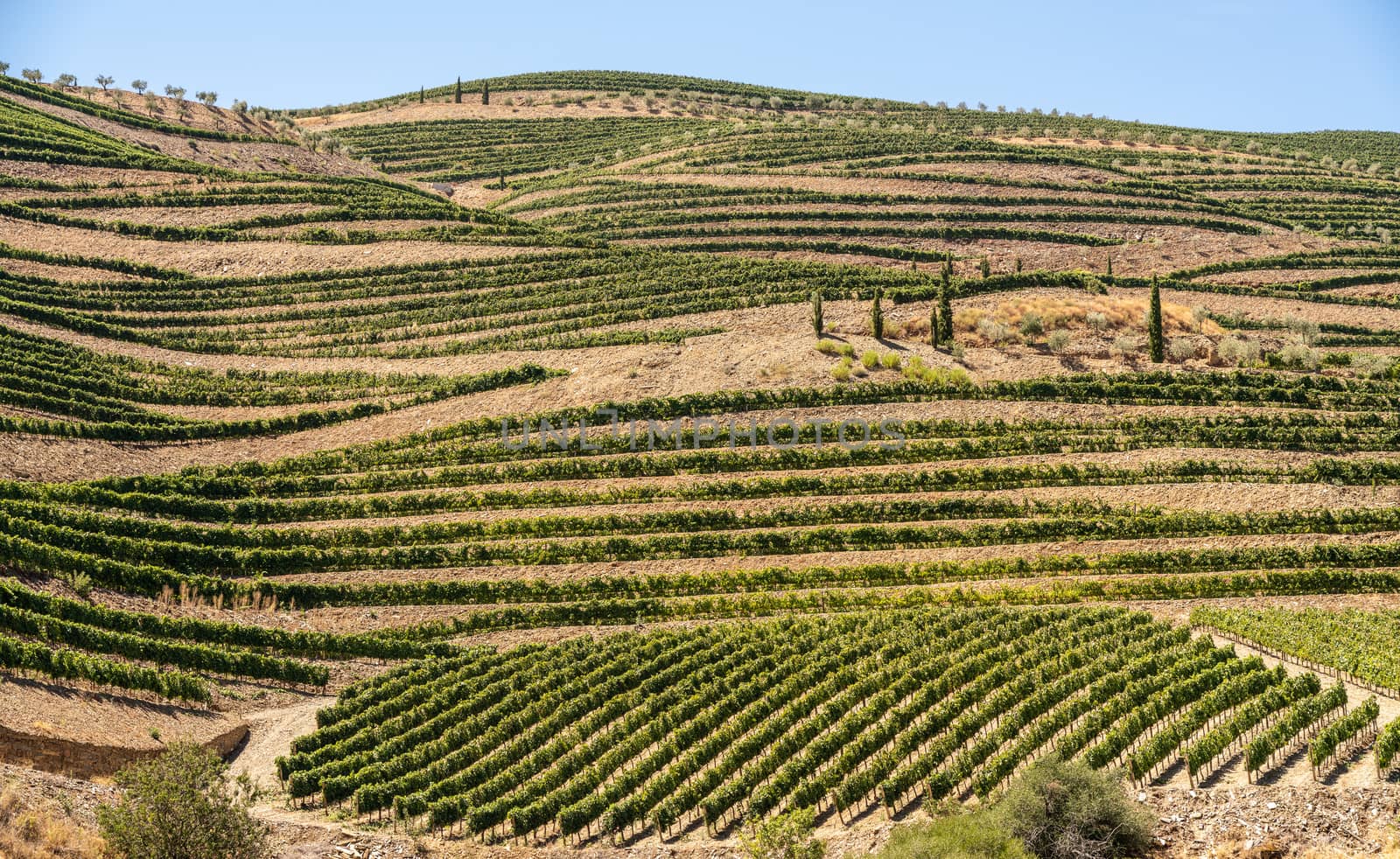 Vineyards line the hillsides of the river Douro in Portugal in the major port wine district of Barca d' Alva