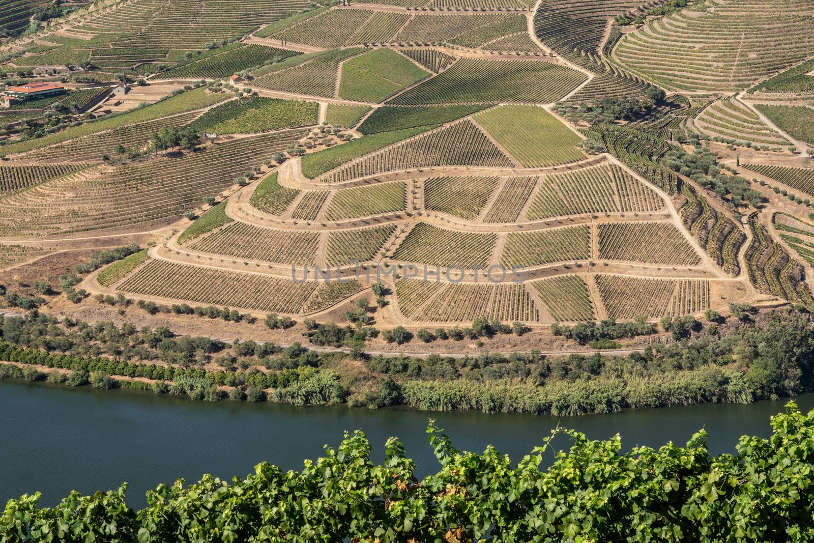 Terraces of grape vines for port wine production line the hillsides of the Douro valley in Portugal
