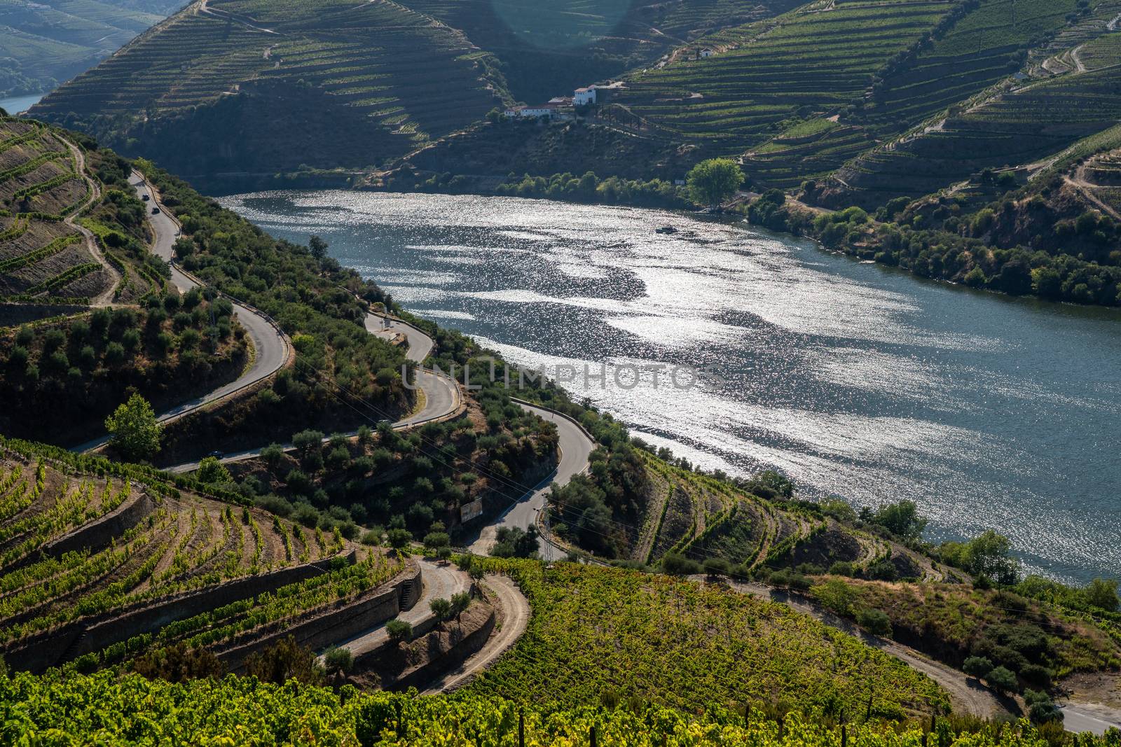 Terraces of grape vines for port wine production line the hillsides of the Douro valley near Pinhao in Portugal