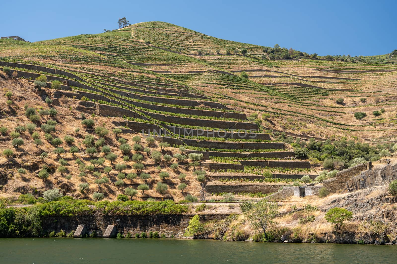 Terraces of vines and vineyards on the banks of the River Douro near Vila Real in Portugal