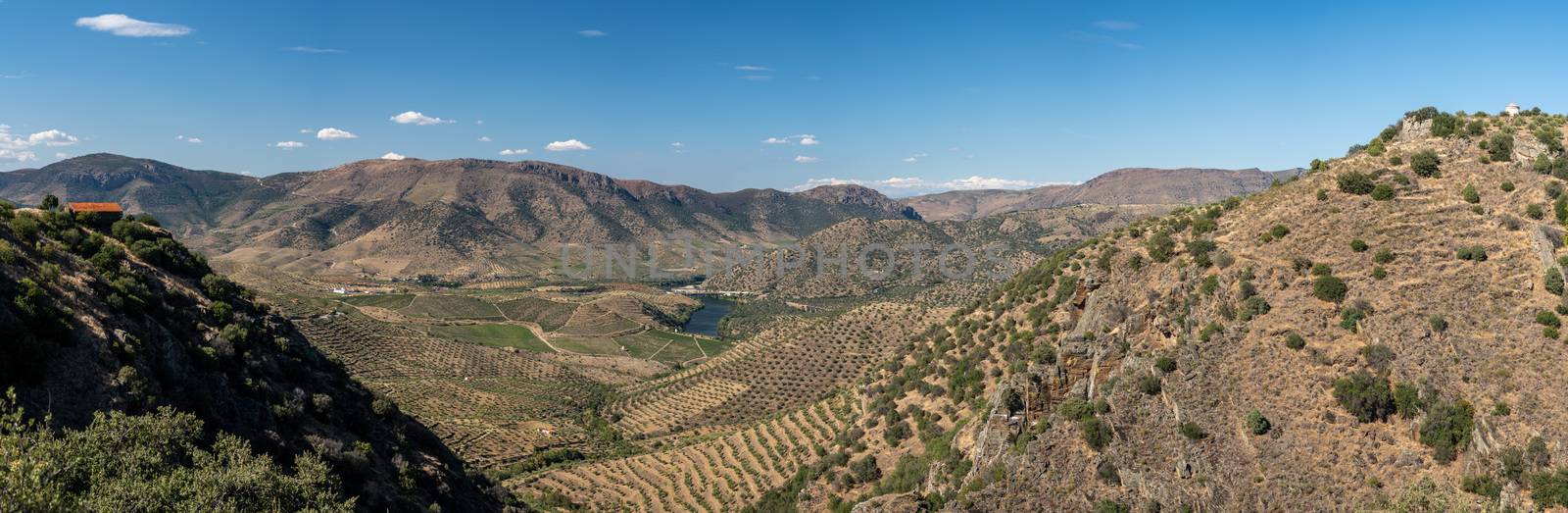 Panorama over vineyards for port wine production line the hillsides of the Douro valley at Barca de Alva in Portugal
