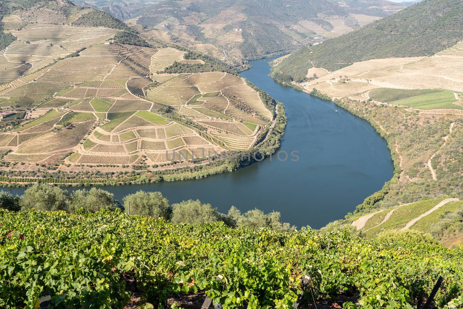 Terraces of grape vines for port wine production line the hillsides of the Douro valley in Portugal
