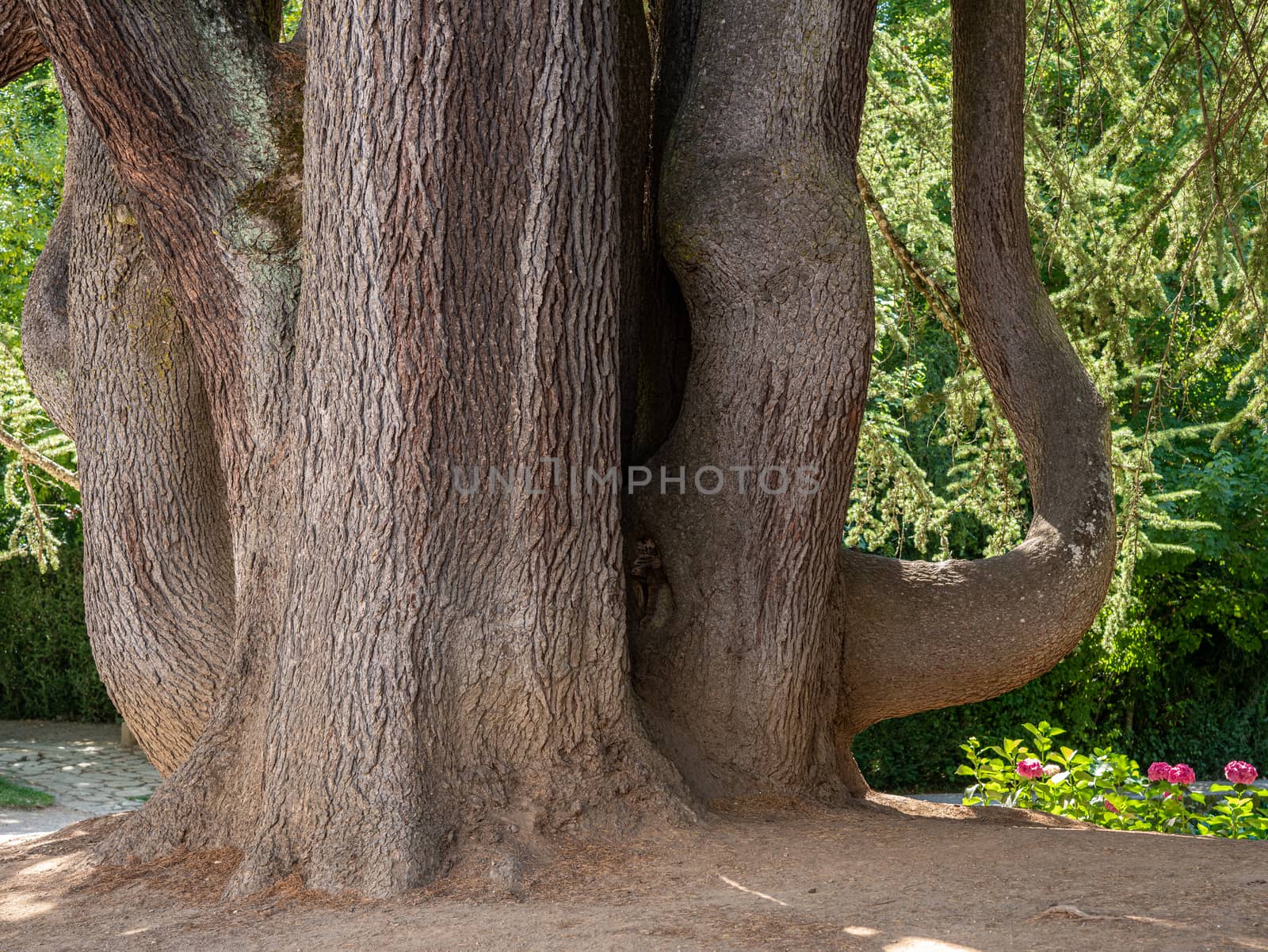 Base, trunk and major branches of an old Cedar tree in a garden in Vila Real, Portugal