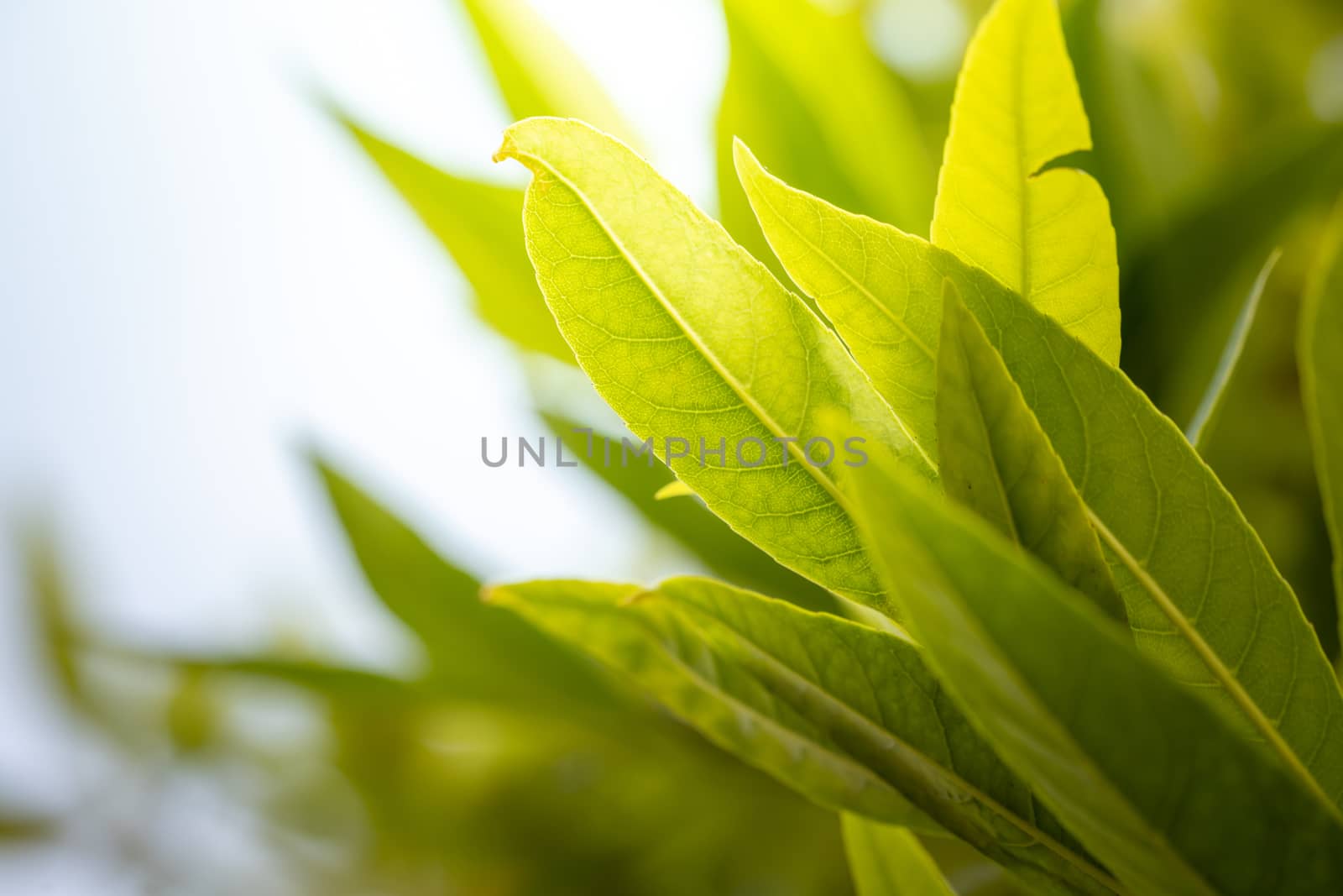 Close Up green leaf under sunlight in the garden. Natural backgr by teerawit