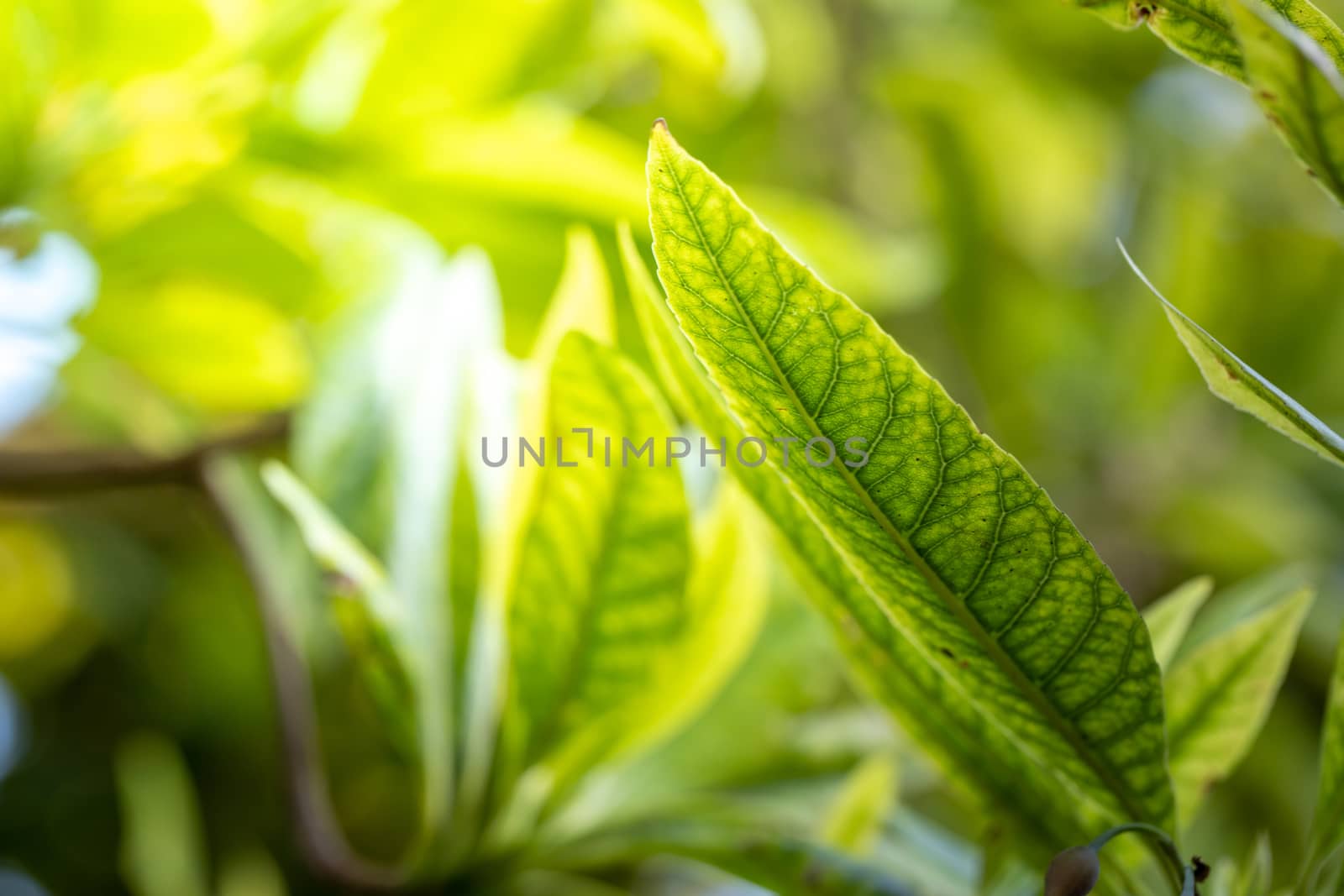 Close Up green leaf under sunlight in the garden. Natural background with copy space.