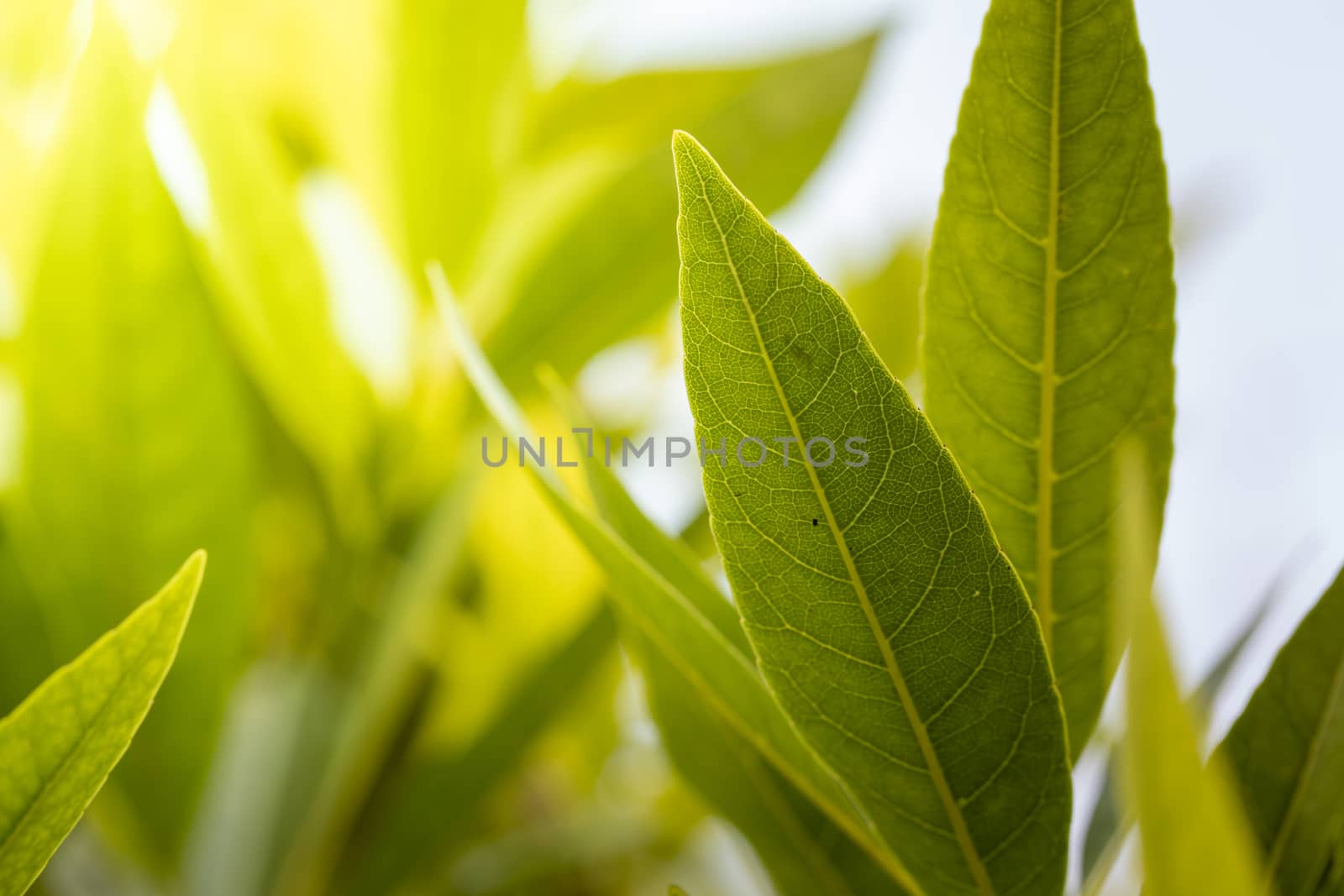 Close Up green leaf under sunlight in the garden. Natural background with copy space.