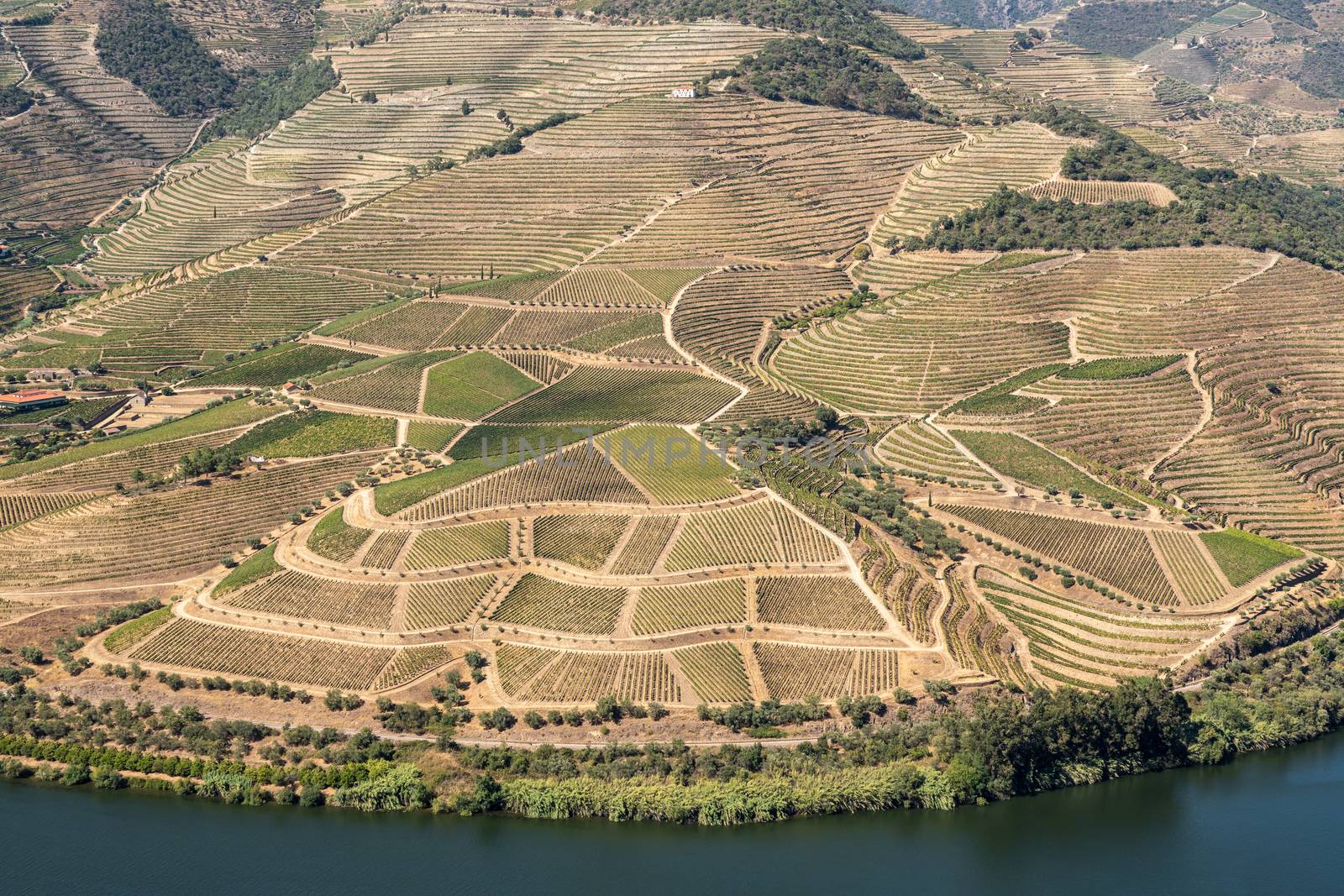 Terraces of grape vines for port wine production line the hillsides of the Douro valley in Portugal