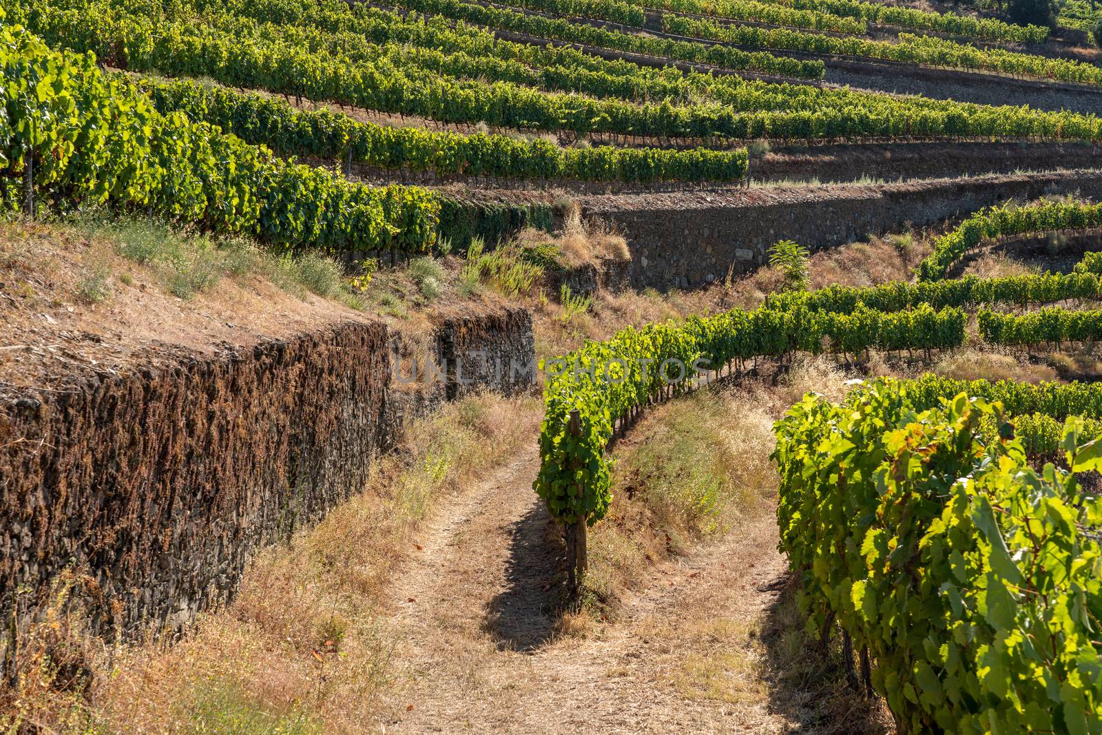 Terraces of grape vines for port wine production line the hillsides of the Douro valley in Portugal
