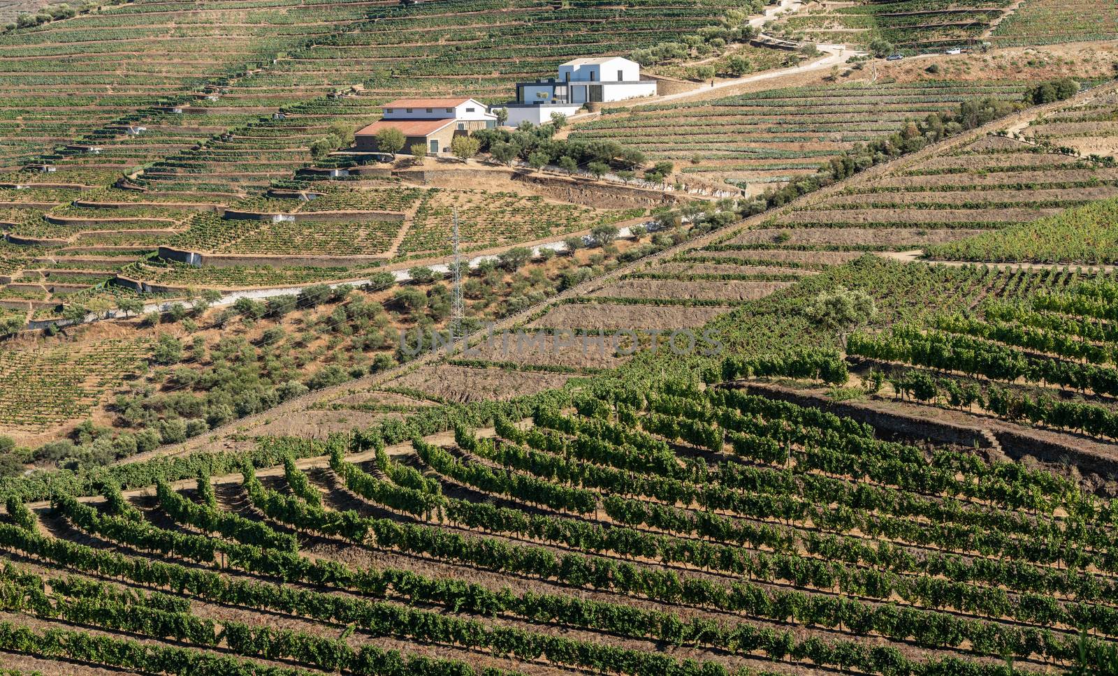 Terraces of grape vines for port wine production line the hillsides of the Douro valley near Pinhao in Portugal