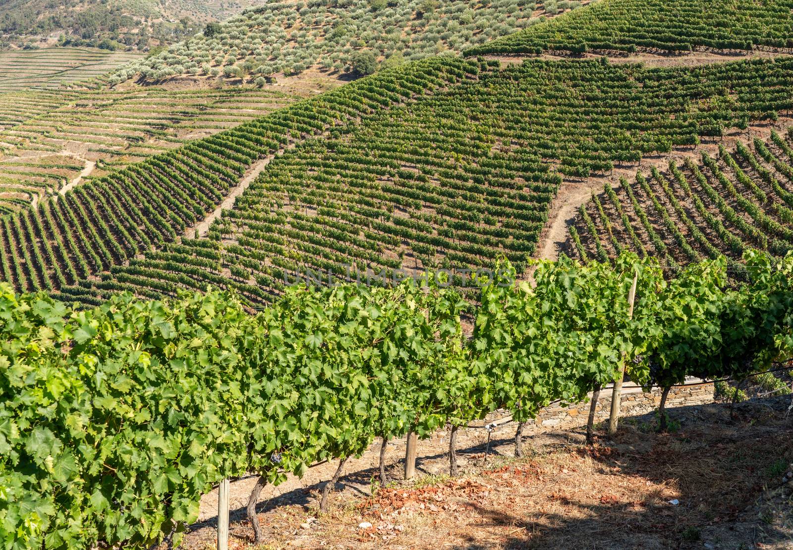Terraces of grape vines for port wine production line the hillsides of the Douro valley in Portugal