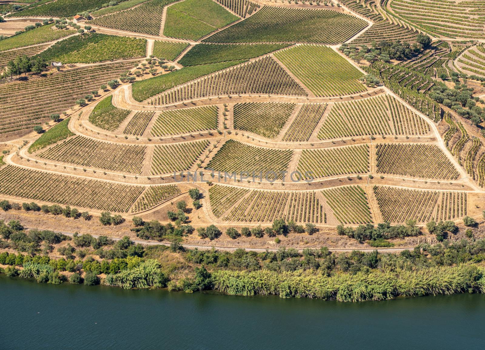 Terraces of grape vines for port wine production line the hillsides of the Douro valley in Portugal