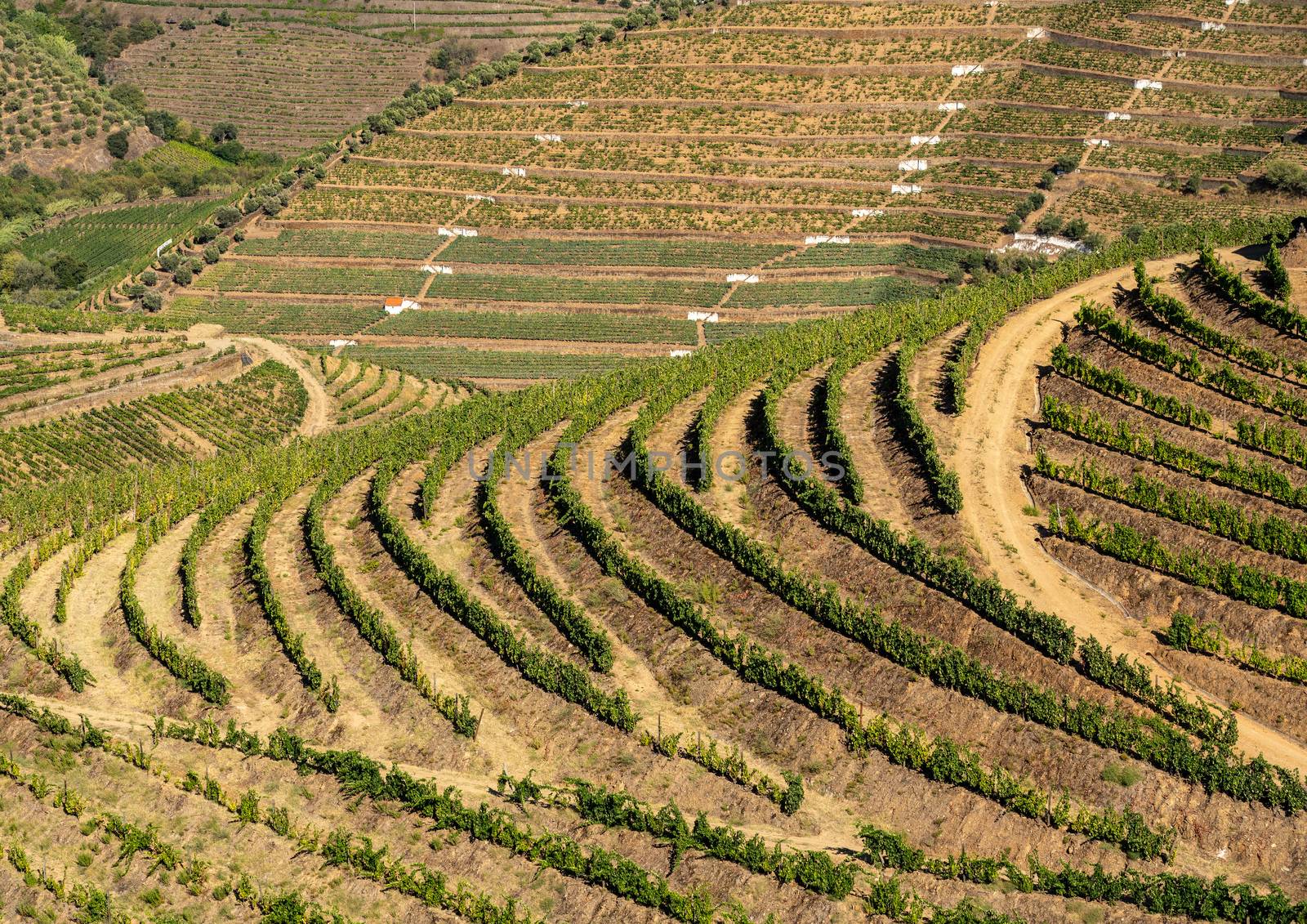 Terraces of grape vines for port wine production line the hillsides of the Douro valley near Pinhao in Portugal