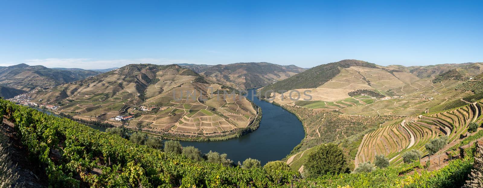 Rows of grape vines line the valley of the River Douro in Portugal by steheap