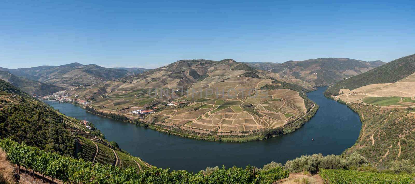 Rows of grape vines line the valley of the River Douro in Portugal by steheap